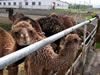 More baby camels